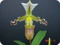 Paph. tranlienianum